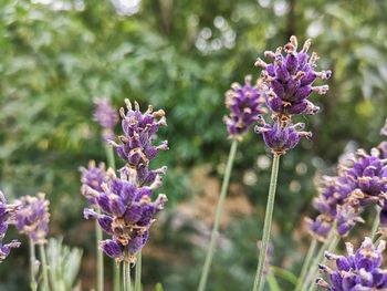 Close-up of purple flowering plant