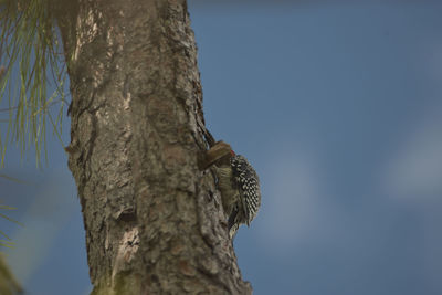 Low angle view of a bird against the sky