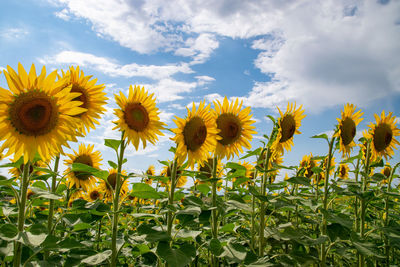 Close-up of sunflower against sky