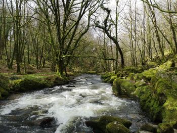 Stream flowing amidst trees in forest