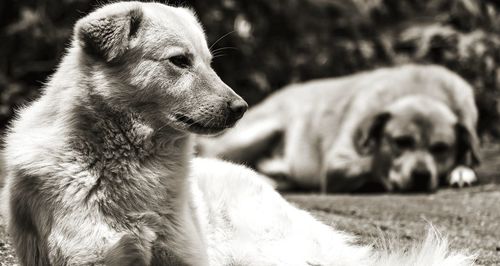 Close-up of a dog looking away