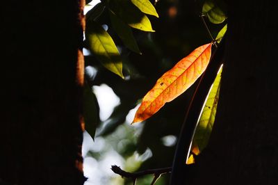 Close-up of autumn leaves