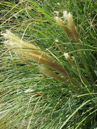 Close-up of water drops on grass