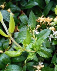 Close-up of water on plant