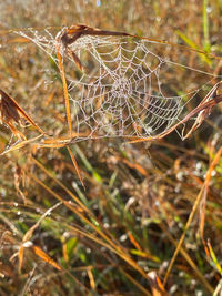 spider web