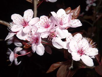 Close-up of white flowers