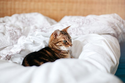 Beautiful pet cat lying on bed in bedroom at home. adorable furry kitten feline friend.