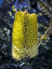 Close-up of prickly pear cactus