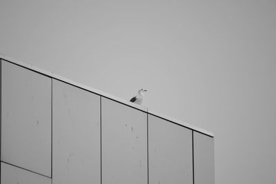 Bird perching on power line against clear sky