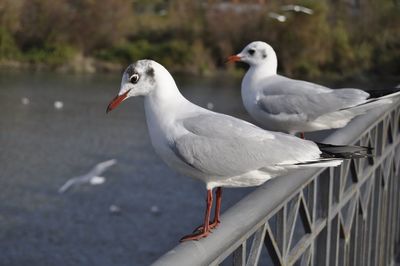 Close-up of seagull perching outdoors