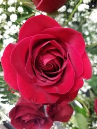 Close-up of rose bouquet