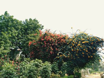 Low angle view of flowering plants against clear sky