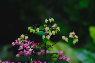 Close-up of purple flowering plant