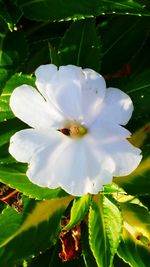 Close-up of white flower blooming outdoors