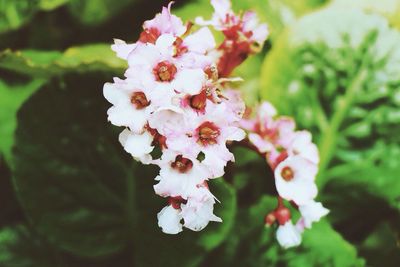 Close-up of pink flower