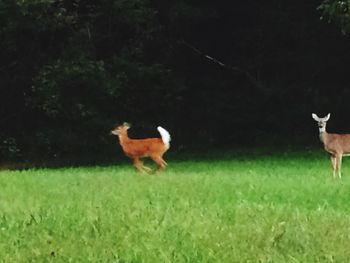 Horse on grassy field