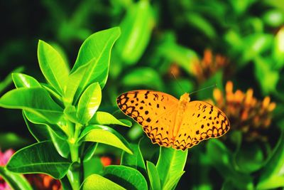 Close-up of butterfly on leaf