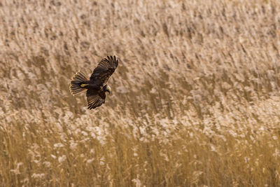 Bird flying over field