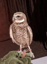 Close-up of owl perching on floor