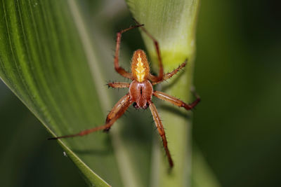 A spider sitting on a leaf