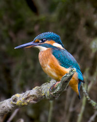 Close-up of bird perching on field