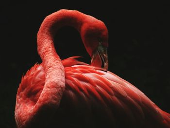 Close-up of bird against black background