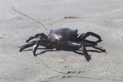 Close-up of black insect on sand
