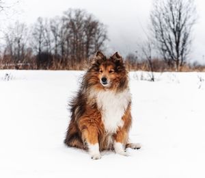 Sheltie dog on snow covered land