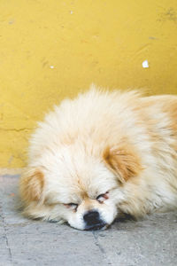 Close-up of a sleeping dog
