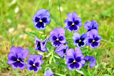 Close-up of purple flowering plants