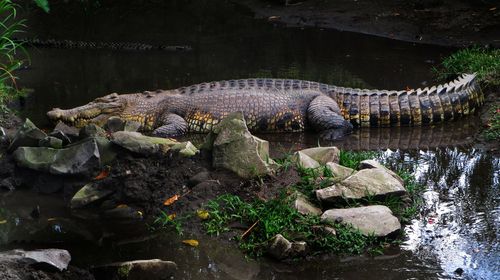Crocodile at gembira loka zoo