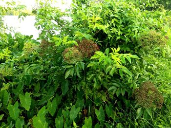 Close-up of fresh green plants