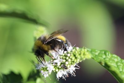 Close-up of bee on flower