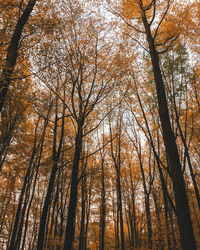 Low angle view of bare trees in forest