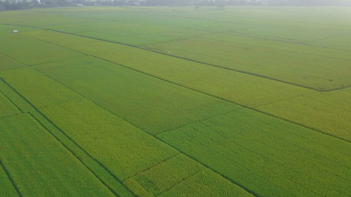 Full frame shot of agricultural field