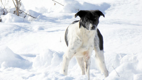Portrait of dog standing on snow field during winter