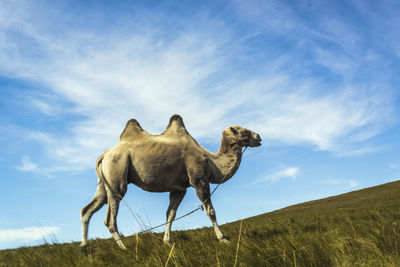 Low angle view of camel on field against sky