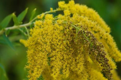 Close-up of yellow flowering plant