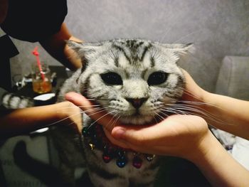 Midsection of person holding kitten