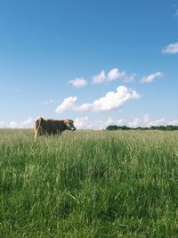 Horse grazing on grassy field
