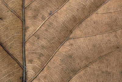 Full frame shot of leaf