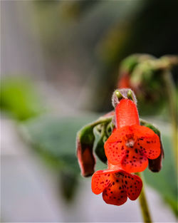 Close-up of plant against blurred background