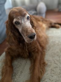 Close-up portrait of a dog looking away