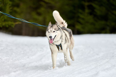 Running husky dog on sled dog racing. winter dog sport sled team competition. siberian husky dog