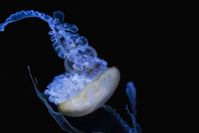 Close-up of jellyfish swimming in sea