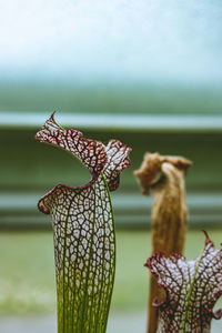 Close-up of pitcher plants