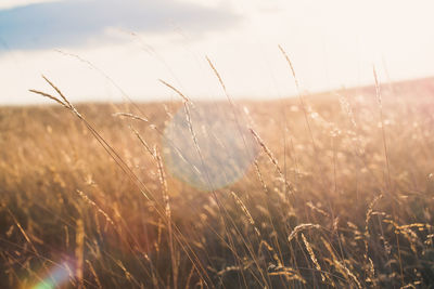 Close-up of wheat growing on field against sky