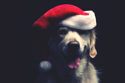 Close-up of dog wearing hat against black background