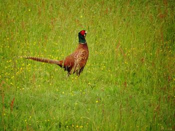 Bird on grassy field