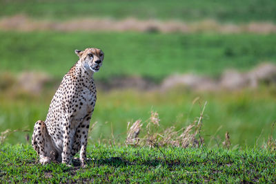 Cheetah on a field